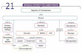 21. Glucose is the major carbohydrate fuel for many cells. Galactose & Fructose are metabolized by conversion to a Glycolysis intermediate.