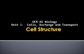 OCR AS Biology Unit 1: Cells, Exchange and Transport.