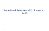 Functional Anatomy of Prokaryotic Cells 1. All living cells can be classified into two groups based on certain structural & functional characteristics.