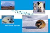 TUNDRA Alexis, Michael, and Caleb. WHERE IS ECOSYSTEM LOCATED?  Located from the Arctic Circle to the North Pole  Three continents; North America, Europe,