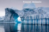 Frozen Animals By Year 1. Contents Page 2  Arctic Fox33  Arctic Hare44  Penguins55  Seals66  Polar Bears77  Snow Leopard88.