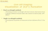 Live cell imaging: Visualization of [Ca 2+ ] i fluctuation Dual-wavelength methods –Alternating excitation wavelength with fixed emission observation (Fura)