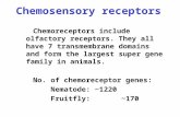 Chemosensory receptors Chemoreceptors include olfactory receptors. They all have 7 transmembrane domains and form the largest super gene family in animals.