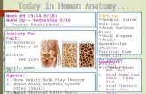 Week #9 (9/14-9/18) Warm Up – Wednesday 9/16 - Theatre Productions! Pick up:  Skeletal System note page  Axial Skeleton Bingo  Skull diagram  Axial/Appendicular.