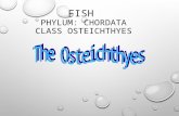FISH PHYLUM: CHORDATA CLASS OSTEICHTHYES. HOMEWORK READ P152- 156 1. COMPARE AND CONTRAST CYCLOID AND CTENOID SCALES. 2. HOW DO FISH MAINTAIN BOUYANCY.