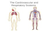 The Cardiovascular and Respiratory Systems. Human Respiratory System Functions: –Works closely with circulatory system, exchanging gases between air and.