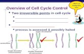 AP Biology Overview of Cell Cycle Control  Two irreversible points in cell cycle  _____________________________  ______________________  process is.