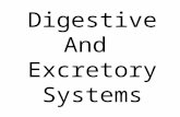 Digestive And Excretory Systems. Digestive System.