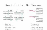 Restriction Nucleases Cut at specific recognition sequence Fragments with same cohesive ends can be joined.