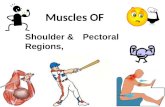 Shoulder &Pectoral Regions,. Objectives Identify the bony components of the shoulder girdle including the clavicle, scapula and humerus Describe how primary.