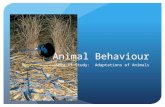 Animal Behaviour Area of Study: Adaptations of Animals.