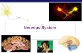 Nervous System Nervous system cells  Neurons Glial cells OBJ 43.