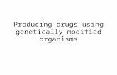 Producing drugs using genetically modified organisms.