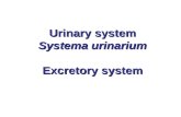 Urinary system Systema urinarium Excretory system.