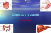Digestive System By: Lily Jula Mouth The mouth is a natural opening where food goes in to your stomach.
