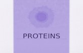 PROTEINS. A protein is: A. Polymer B. macromolecule C. Biomolecule D. Organic molecule E. All of the above.