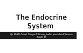 The Endocrine System By: Meklit Daniel, Camya Robinson, Jordan Montalbo & Vanessa Ruales 4A.