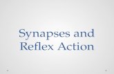 Synapses and Reflex Action. Synapse Neurons are not continuous Synapse is “The junction across which a nerve impulse passes from an axon terminal to a.