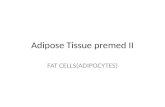 Adipose Tissue premed II FAT CELLS(ADIPOCYTES). ADIPOSE TISSUE A Specialty Connective Tissue.