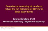 Precolostral screening of newborn calves for the detection of BVDV in large dairy herds Jeremy Schefers, DVM Minnesota Veterinary Diagnostic Laboratory.
