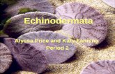 Echinodermata Alyssa Price and Katy Fanning Period 2.