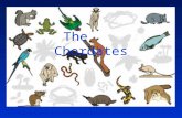 The Chordates. Possess all 5 Invertebrate Trends, Plus: –Dorsal nerve (Spinal) cord –Notochord or backbone/vertebrae –Tail (at some stage of the life.