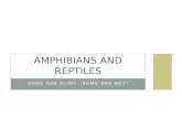 AMPHIBIANS AND REPTILES SOME ARE SLIMY…SOME ARE NOT!