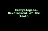 Embryological Development of the Tooth. Three Stages: Bud stage Cap stage Bell stage.