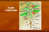 KRT-2010 1 PLANT STRUCTURE. KRT-2010 2 The "Typical" Plant Body The Root System Underground (usually) Underground (usually) Anchor the plant in the soil.