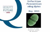 Infection Prevention eBug Bytes May 2015 E.Coli in cell division (every 20 minutes)