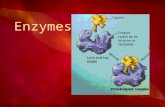 Enzymes. Objectives 3.6.1 – Define enzyme and active site. C.2.3 – Explain that enzymes lower the activation energy of the chemical reactions that they.