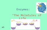 Enzymes: “ The Molecules of Life” s1 2Enzymes Are proteins catalyzeAre specific for what they will catalyze ReusableAre Reusable aseEnd in –ase.