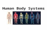 Human Body Systems. Human Body Organization The Human Body is composed of Organ Systems are composed of Organs are composed of Tissues are composed of.