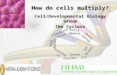 How do cells multiply? Cell/Developmental Biology Group The Cyclers Greg Beitel Claudette Davis Vet Dozier Stanley Lo Katie Nemeth Steve Chordas, III Peter.