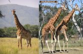 The giraffe is one of only two living species of the family Giraffidae, along with the okapi. The family was once much more extensive, with numerous other.