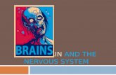 THE BRAIN AND THE NERVOUS SYSTEM. What do we know about the brain and the nervous system?