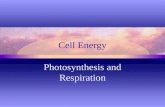 Cell Energy Photosynthesis and Respiration. Photosynthesis Process by which plants & certain other organisms use sunlight to make sugar Energy conversion-