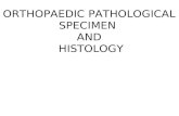 ORTHOPAEDIC PATHOLOGICAL SPECIMEN AND HISTOLOGY. DESCRIBING GROSS SPECIMEN A: Identify the part:  Knee / prox. femur/ prox. tibia/ pelvis /scapula.