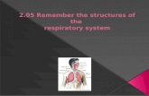 Essential question What are the structures of the respiratory system? 2.05 Remember the structures of the respiratory system 2.