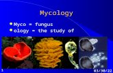 1 10/8/2015 Mycology lMlMyco = fungus lolology = the study of.