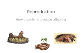 Reproduction How organisms produce offspring. There are two kinds of Reproduction 1.Asexual reproduction 2.Sexual reproduction.