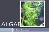 ALGAE By Erica Gonzales. What are algae?  Protists that use photosynthesis  Classified by their pigments:  Purple,  Rusty-red,  Olive-brown,  Yellow,