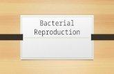 Bacterial Reproduction. Binary Fission Bacteria begins to grow until it has doubled in size Replicates DNA Divides to make 2 daughter cells No exchange.