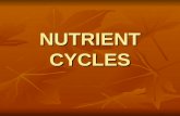 NUTRIENT CYCLES. ELEMENTS 6 IMPORTANT ELEMENTS IN BIOLOGY: CARBON CARBON HYDROGEN HYDROGEN NITROGEN NITROGEN OXYGEN OXYGEN PHOSPHORUS PHOSPHORUS SULFUR.