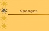 Sponges. Classes of Sponges  There are three different classes of sponges: –______________.
