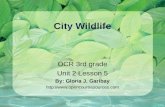 City Wildlife OCR 3rd grade Unit 2 Lesson 5 By: Gloria J. Garibay .