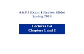 1 A&P I Exam 1 Review Slides Spring 2014 Lectures 1-4 Chapters 1 and 2.