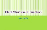 Plant Structure & Function Mrs. Griffin. Photosynthesis Review Cross Section of Leaf.