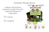 Cellular Respiration Cellular Respiration extracts energy from the chemical bonds of molecules  2 Inputs  3 outputs.
