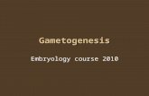 Gametogenesis Embryology course 2010. Arrangement of the male gonads Arrangement of the female gonads Spermatogenesis Oogenesis.